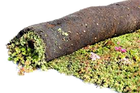 SOPRANATURE SEDUM-MIX VEGETATIONMATTE